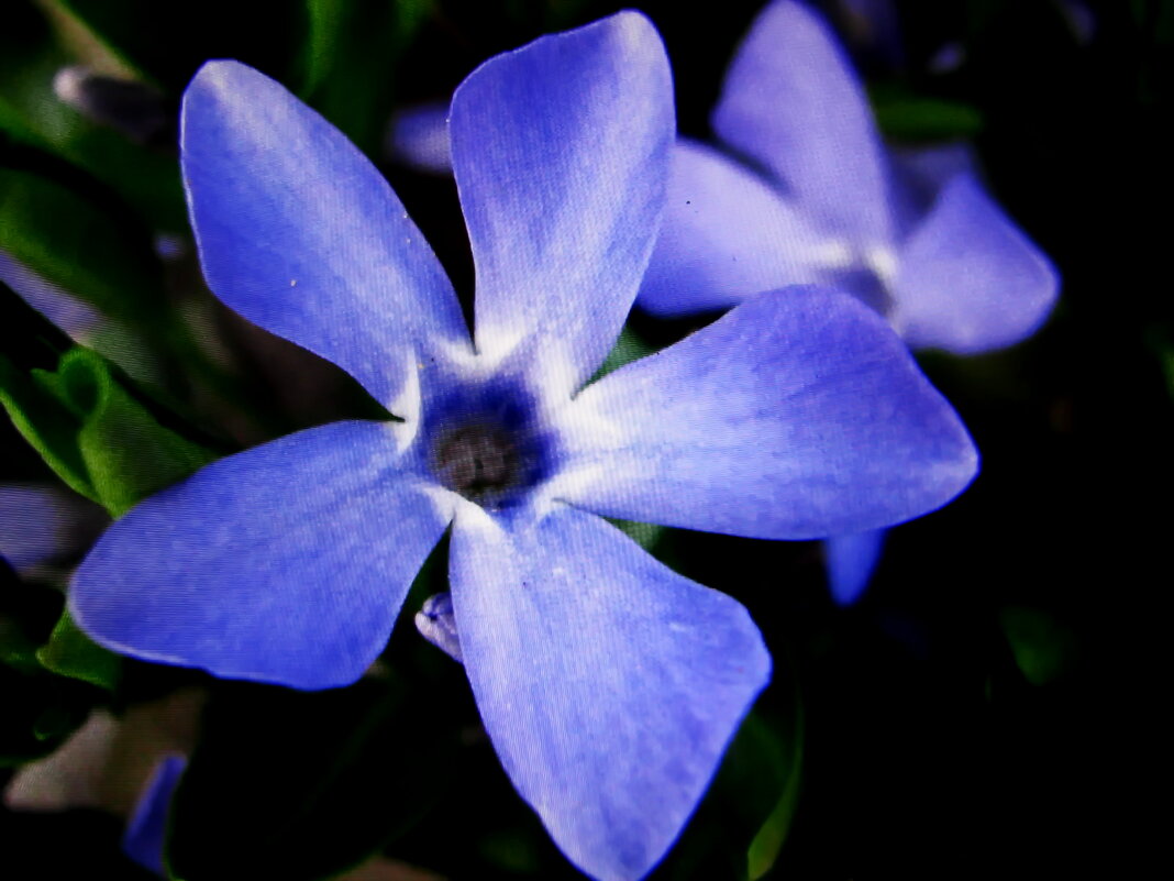 Барвинок цветёт - Людмила Смородинская Барвинок цветёт - Людмила Смородинская