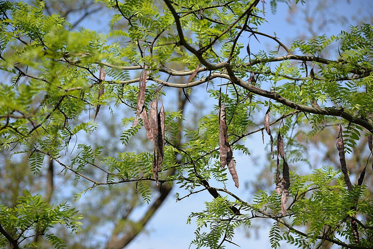 Стручки Гледичии - Сеня Белгородский Стручки Гледичии - Сеня Белгородский