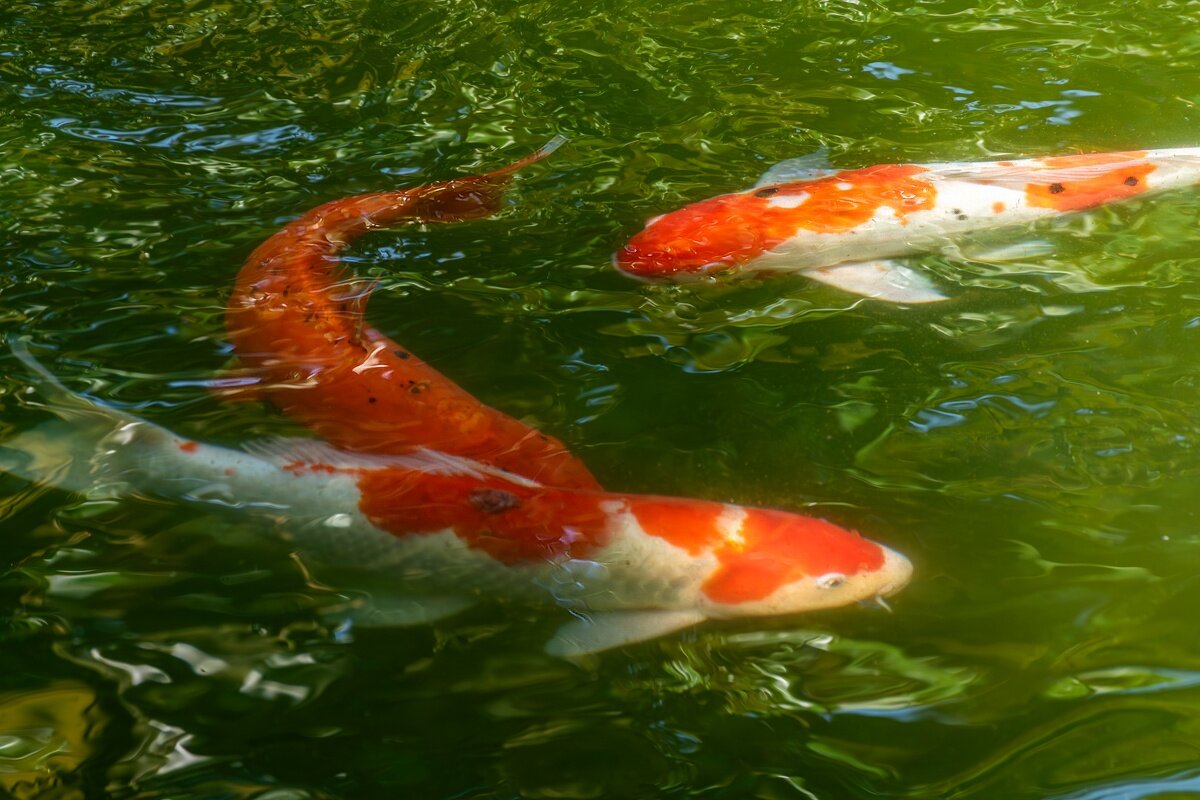 Карп Кои - Игорь Сикорский Карп Кои - Игорь Сикорский