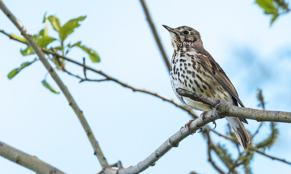 Певчий дрозд. - Владимир Безбородов Певчий дрозд. - Владимир Безбородов