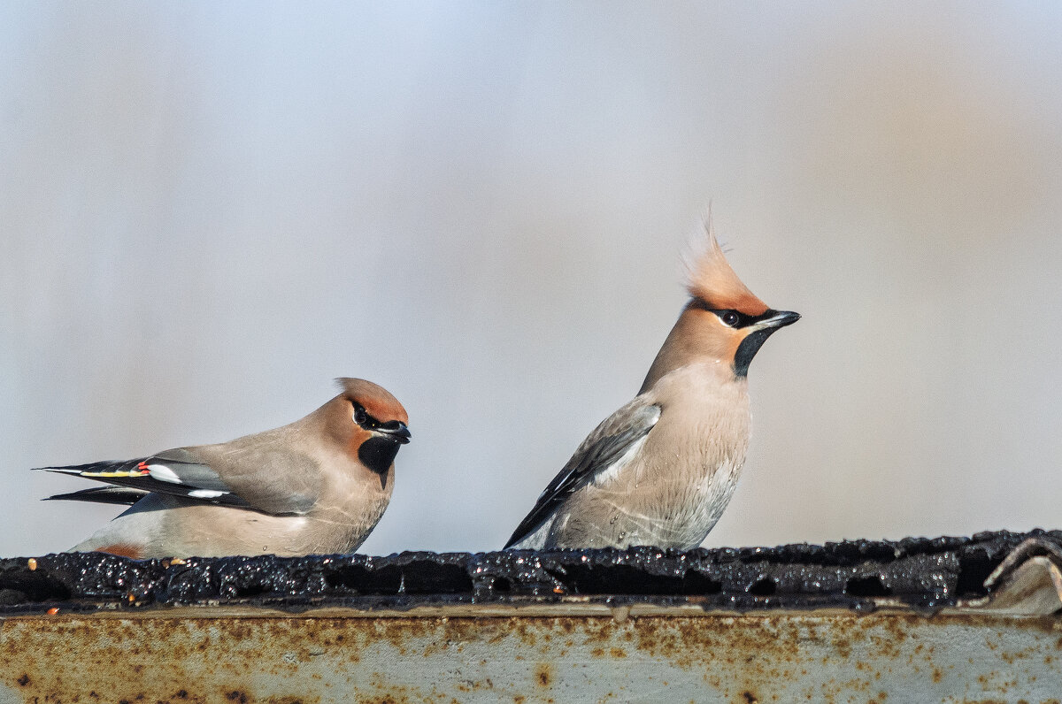Свиристели. - Виктор Иванович Чернюк Свиристели. - Виктор Иванович Чернюк