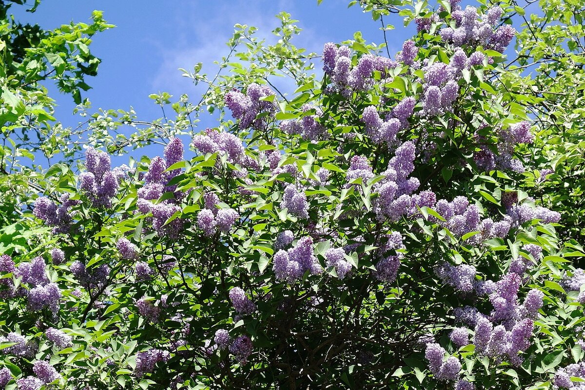 Сирень - Рита Симонова