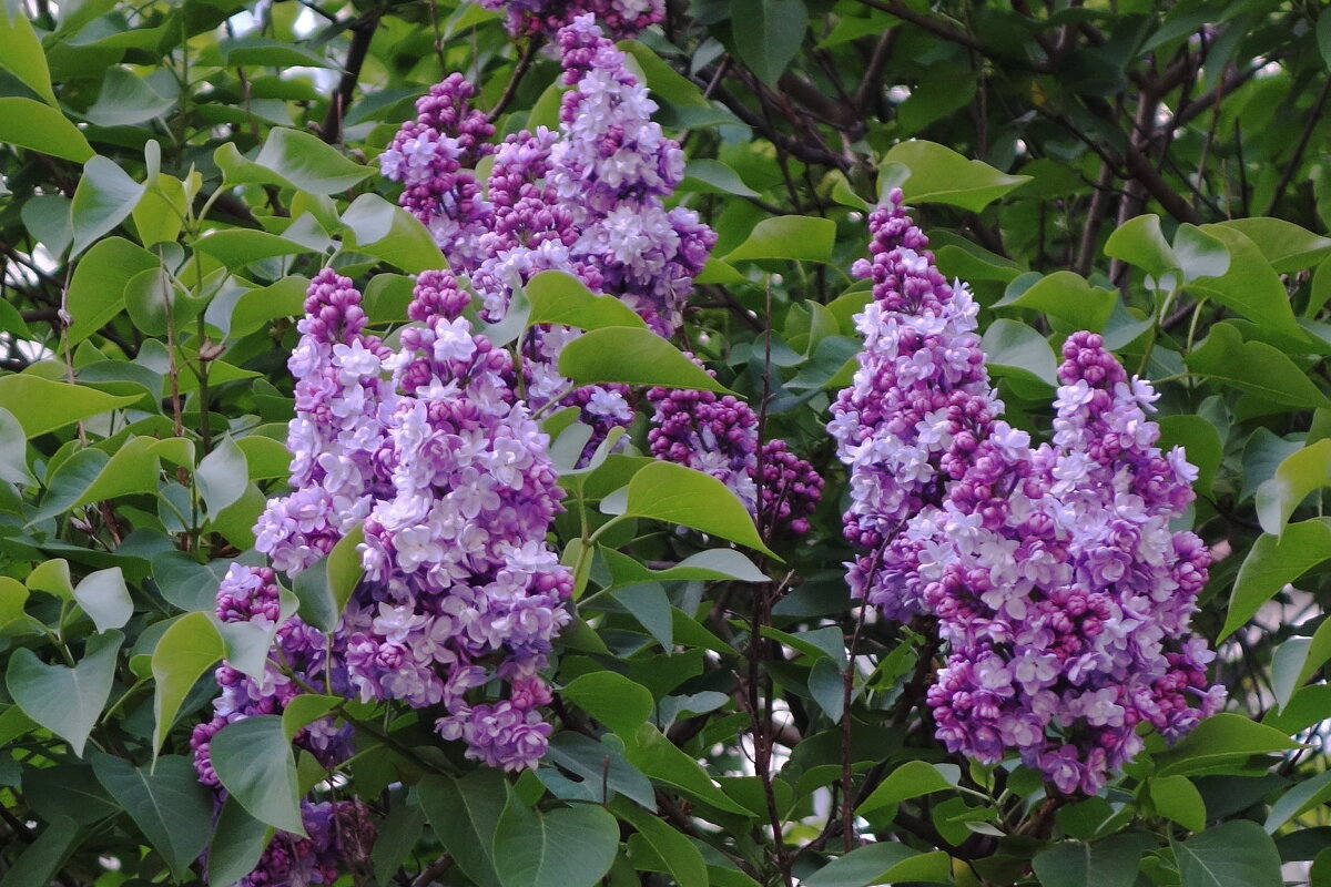 Сирень - Рита Симонова