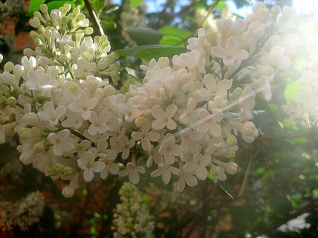 В лучах солнца - Елена Семигина
