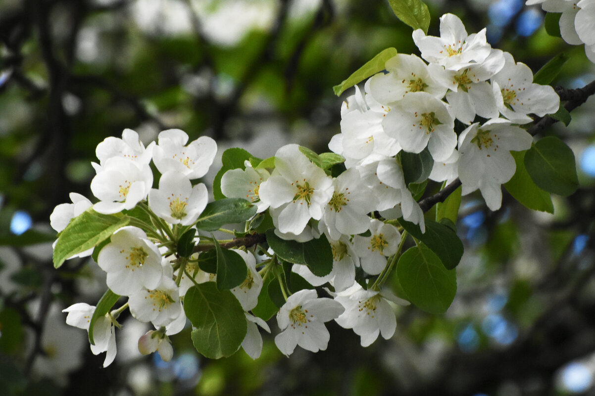 Весна в Ботаническом... - Наташа *****