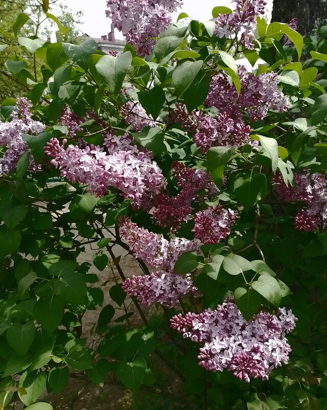 *** - Валентина Береснева