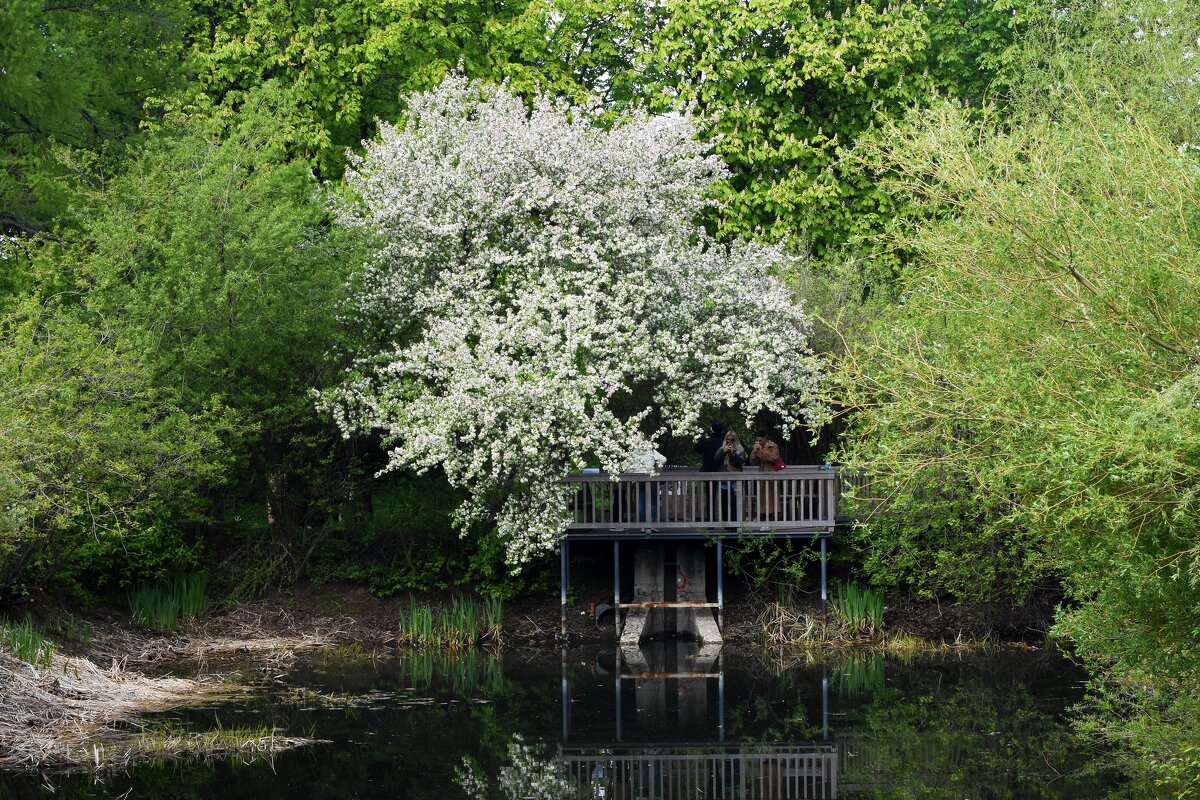 Весна в Ботаническом... - Наташа ***** Весна в Ботаническом... - Наташа *****