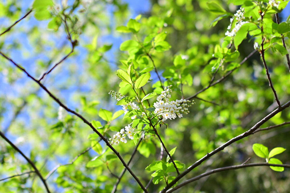 Весеннее настроение - Владислав Левашов Весеннее настроение - Владислав Левашов