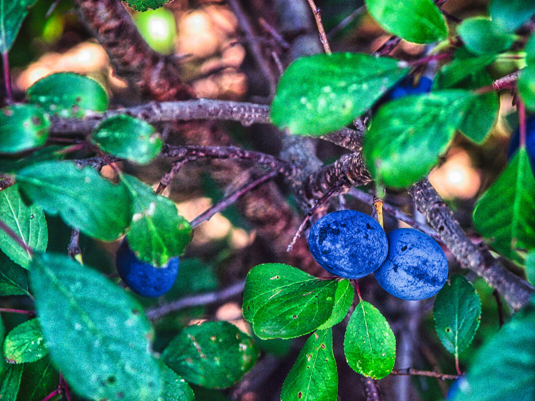 Дачная слива - Джованни Луче