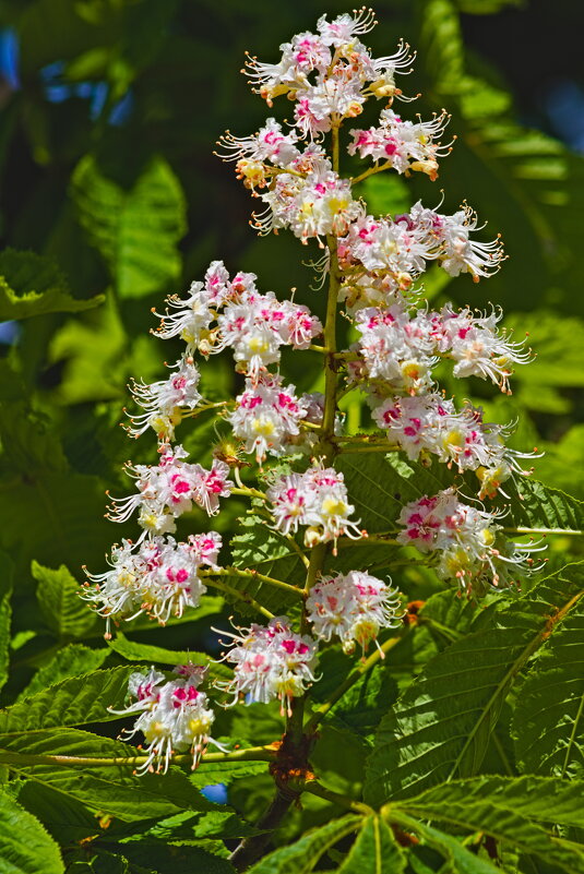 Соцветье каштана - Giant Tao / Соцветье каштана - Giant Tao /