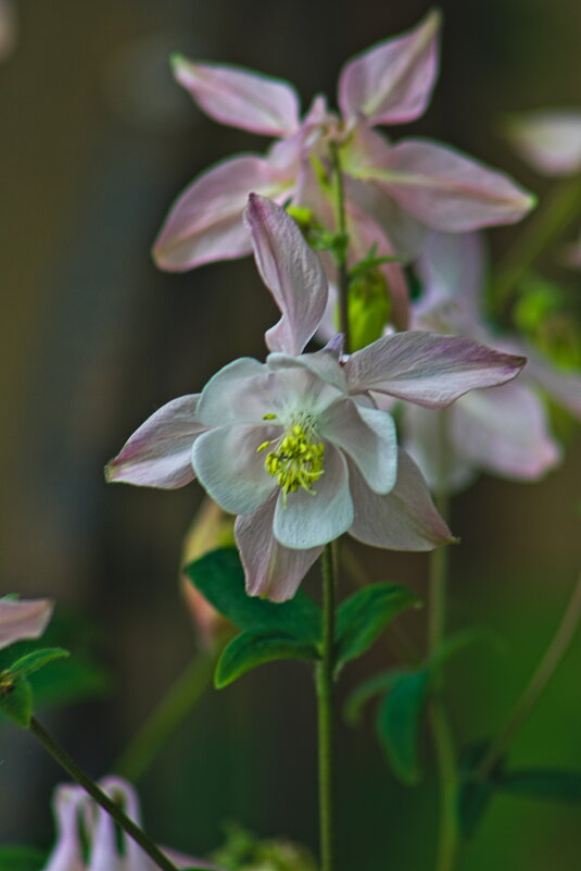 аквилегия гибридная - Giant Tao /