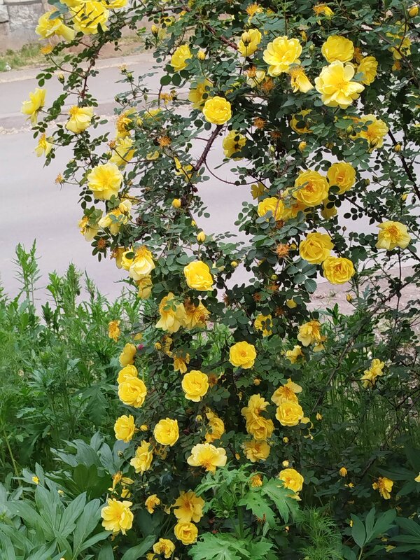 Цветущий май! - Надежда 