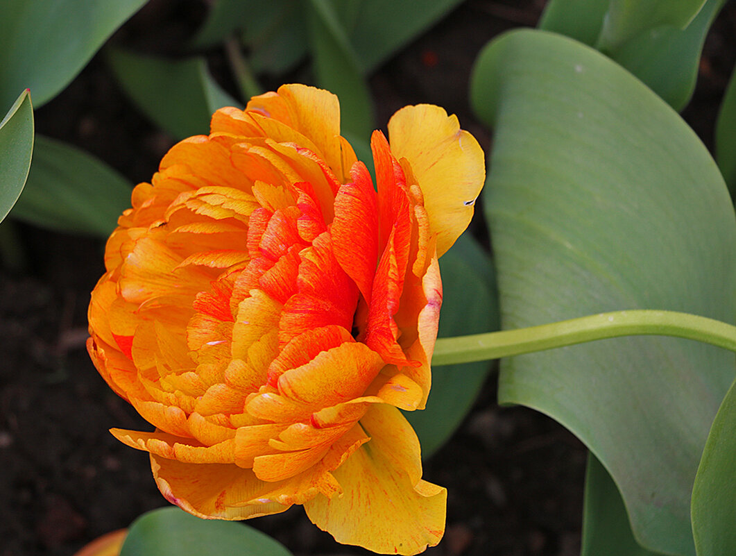 Махровый красавец - Светлана Махровый красавец - Светлана