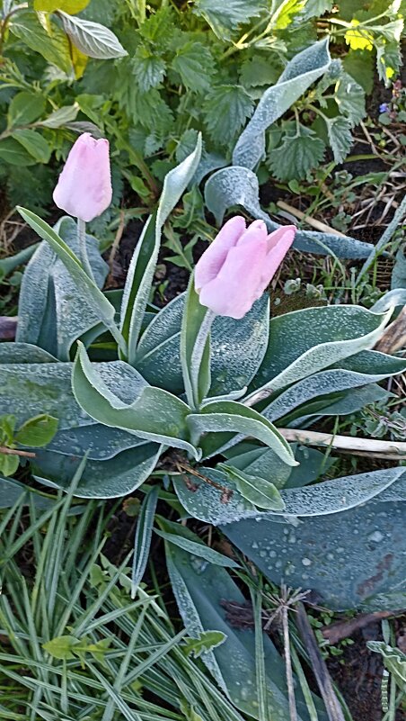 Заморозки - ZNatasha -