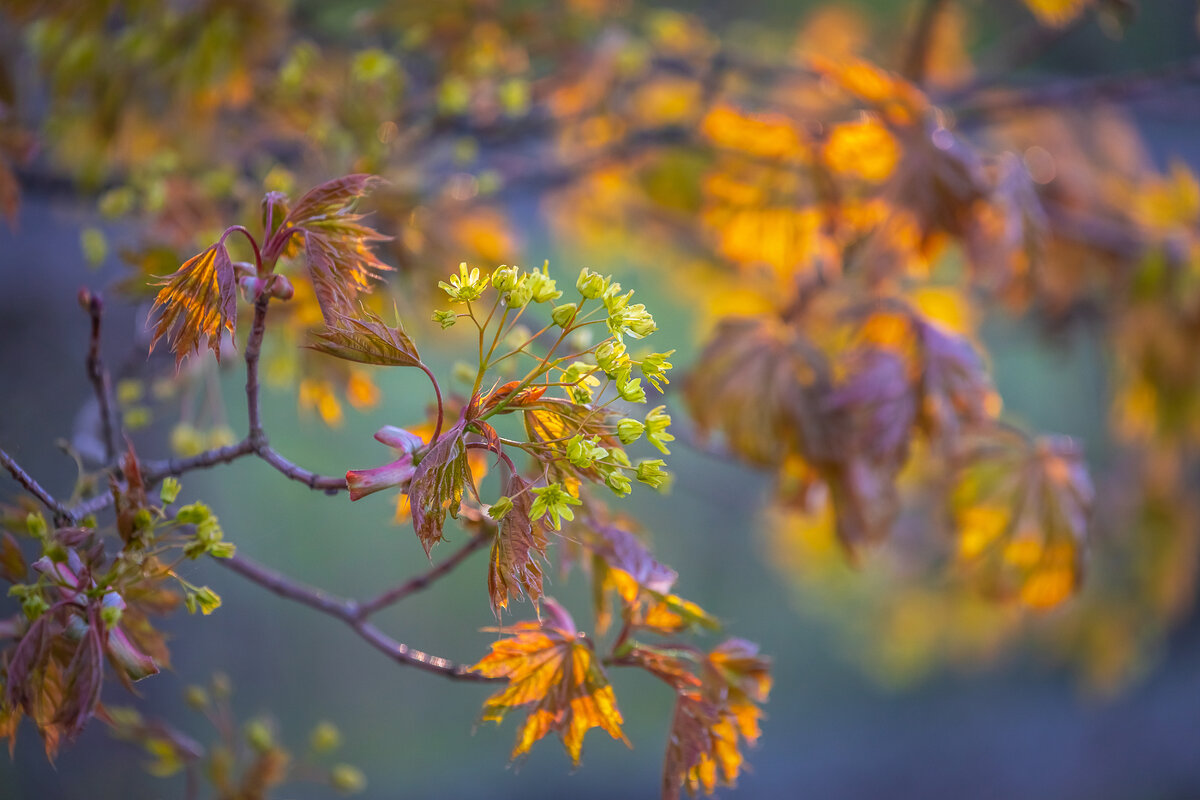 **** - Елизавета .