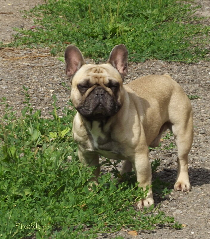 Оскар - Freddy 97