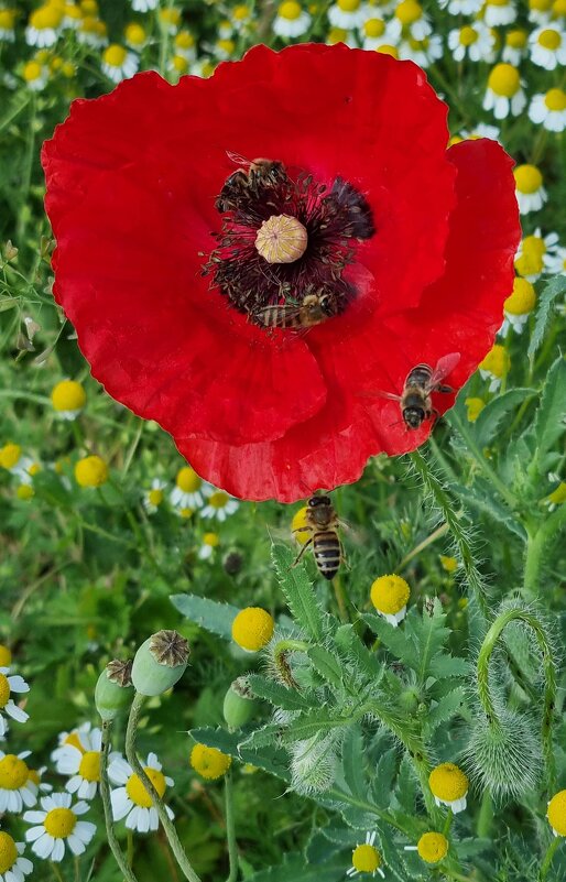 Мак и пчёлки - Наталья 