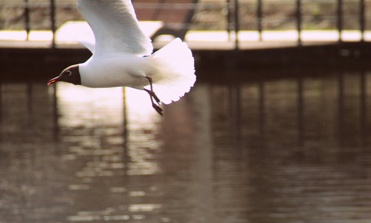 - Чайка я, а не испачкавшийся голубь! - Елена Минина