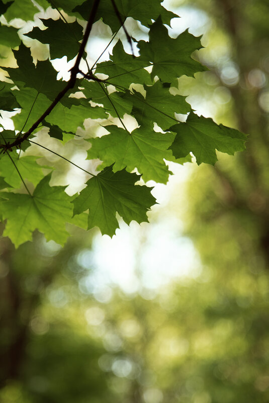 *** - Яна Горбунова