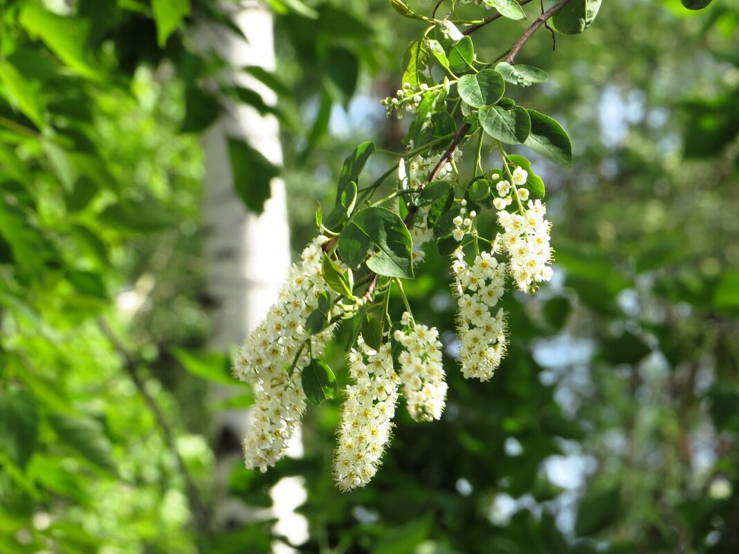 Весна - Лариса С.