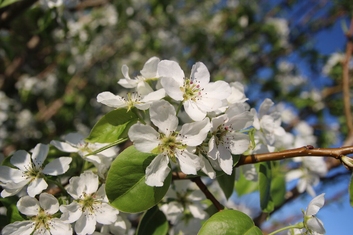 Груша в цвету - Евгения Каравашкина