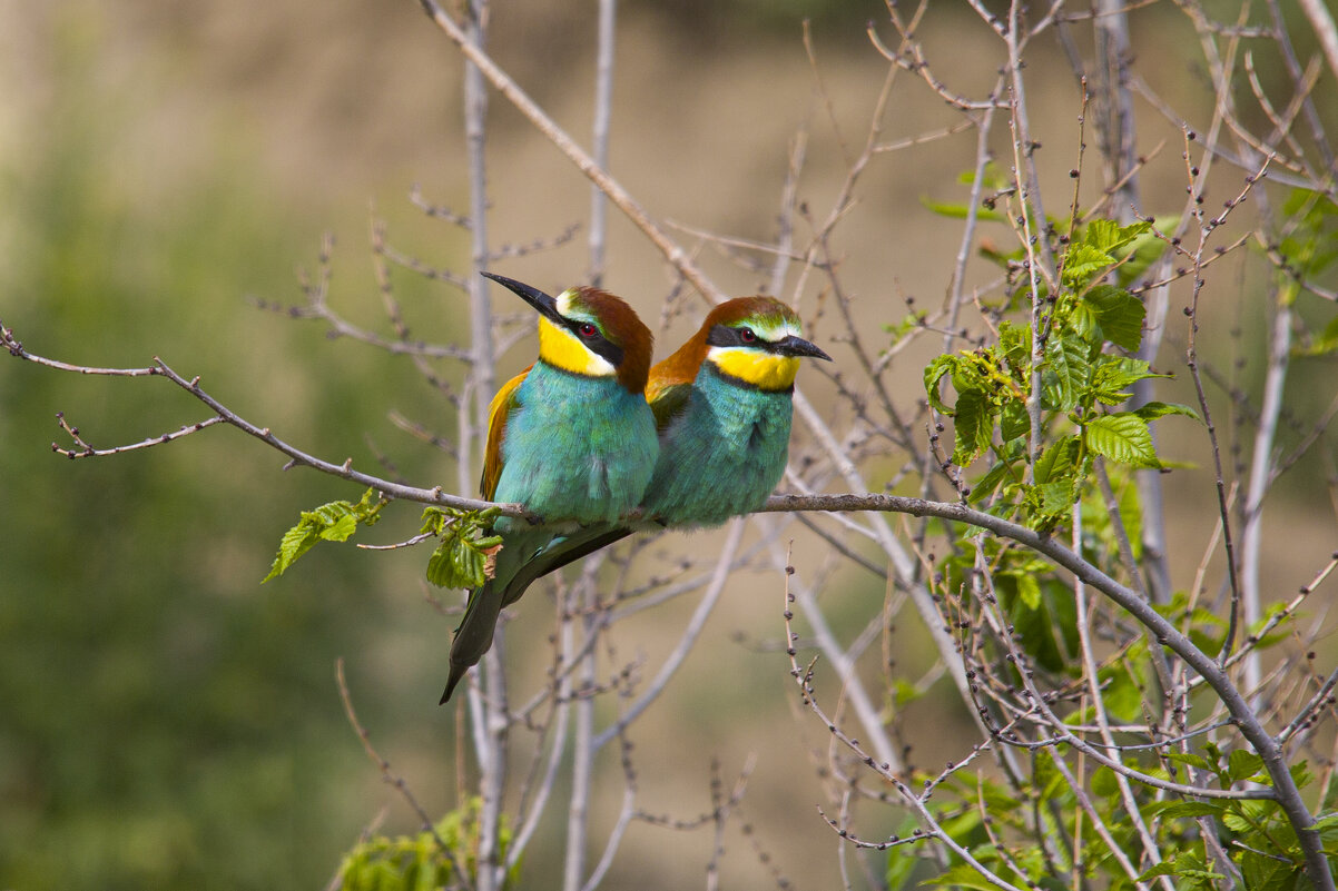 *** - Валерий Черняк *** - Валерий Черняк