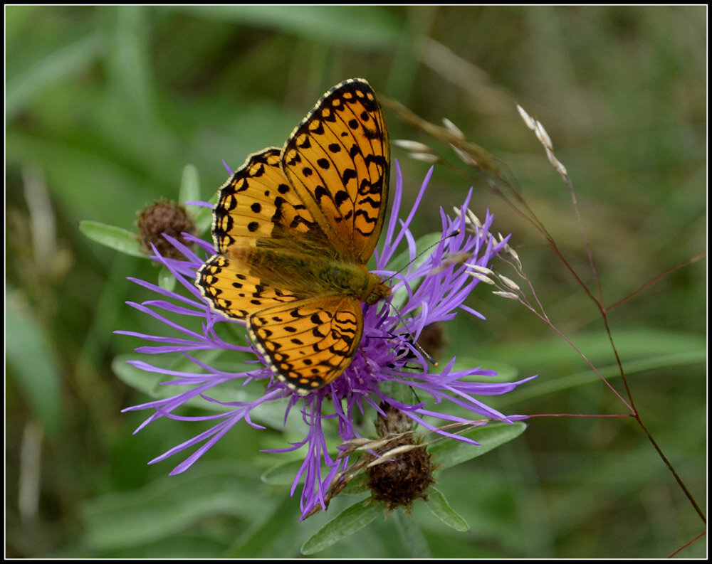 С Перломутровкой - Aleksandr Gal С Перломутровкой - Aleksandr Gal