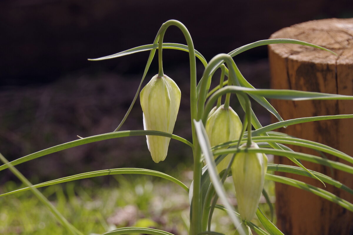 Весенние цветы - Сергей Швечков Весенние цветы - Сергей Швечков