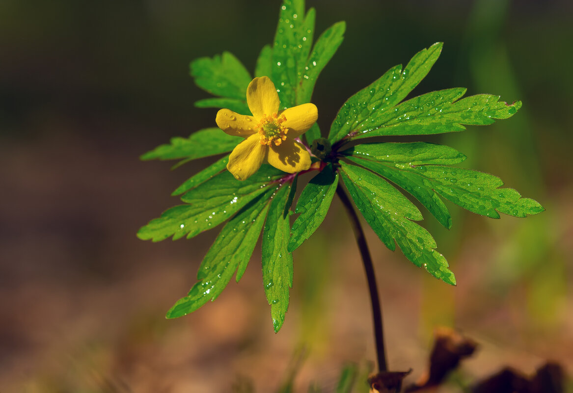 *** - Виталий Емельянов