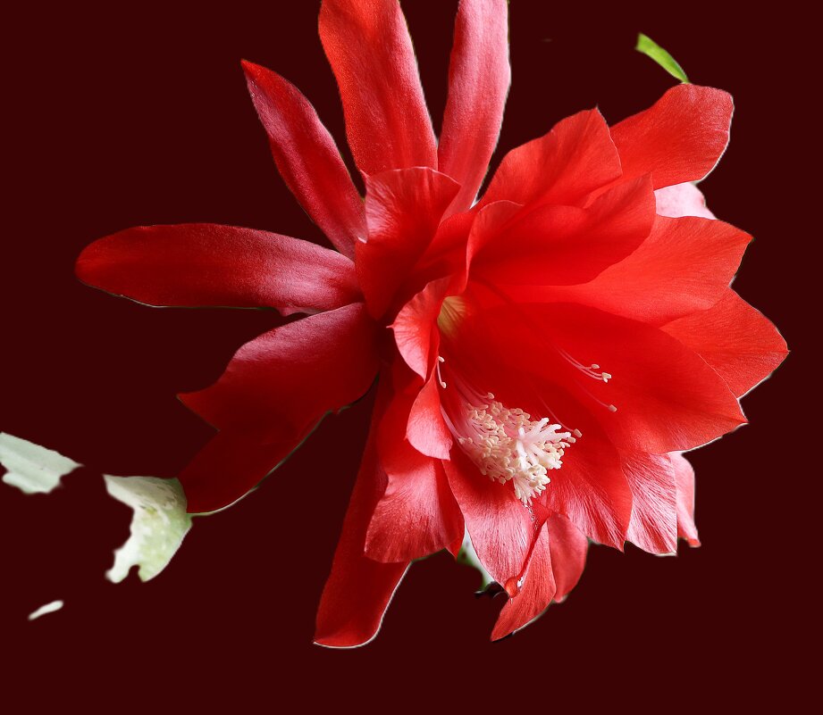 Эпифиллум Аккермана - Игорь Kуленко