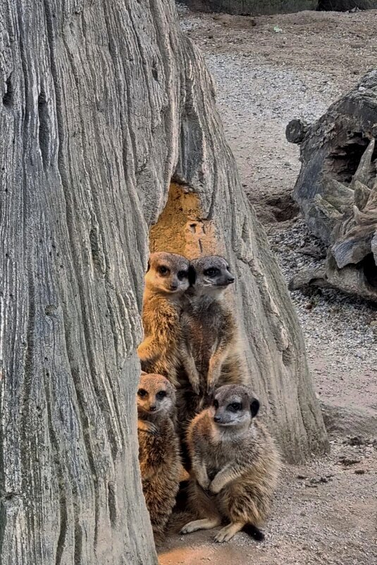 Семейка - Юрий. Шмаков Семейка - Юрий. Шмаков