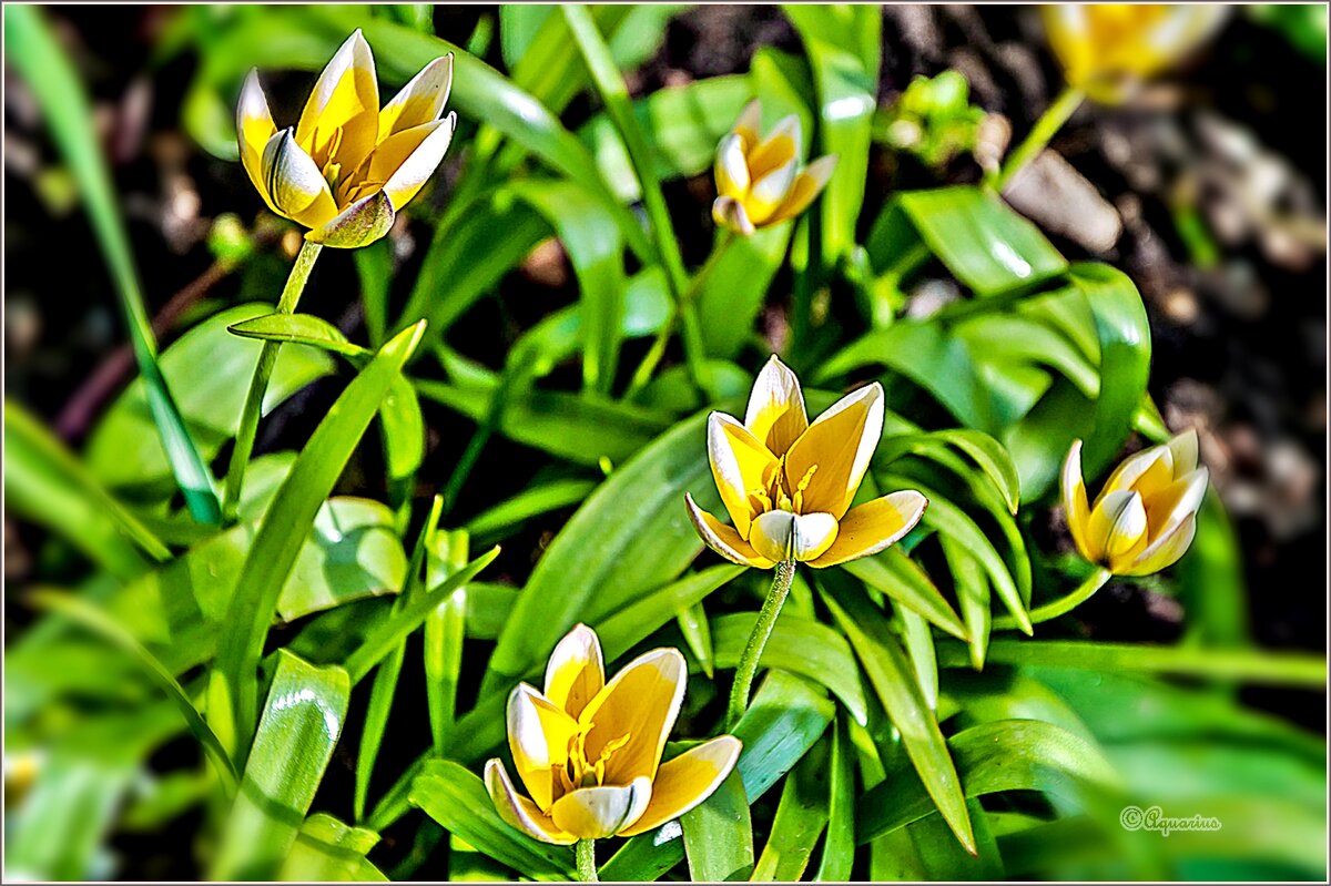 Весенние обновление... - Aquarius - Сергей Весенние обновление... - Aquarius - Сергей