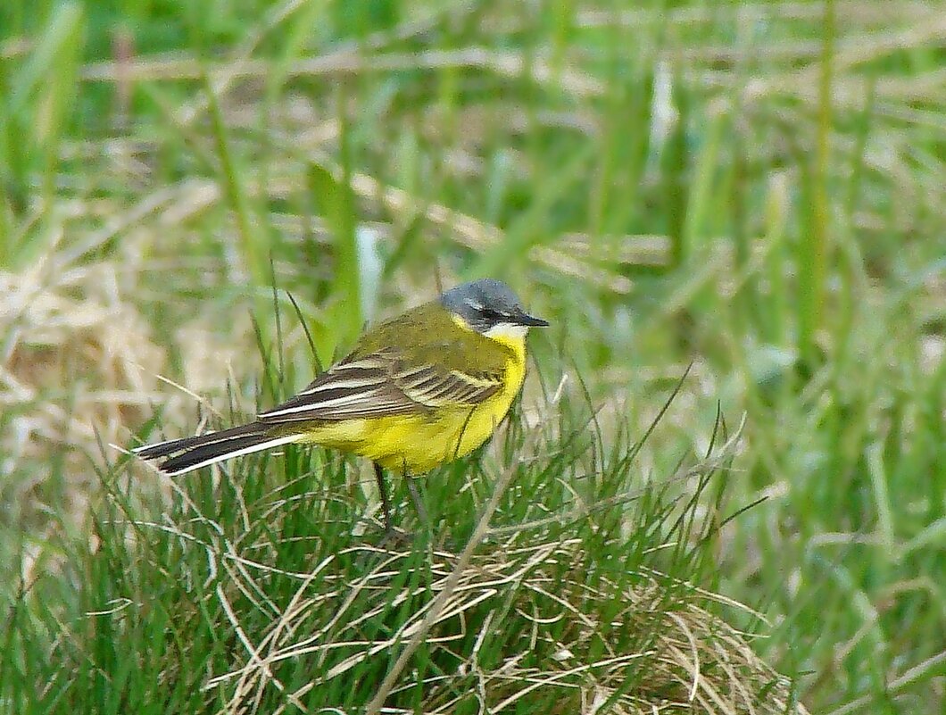 желтая трясогузка - gawrilа - dan желтая трясогузка - gawrilа - dan