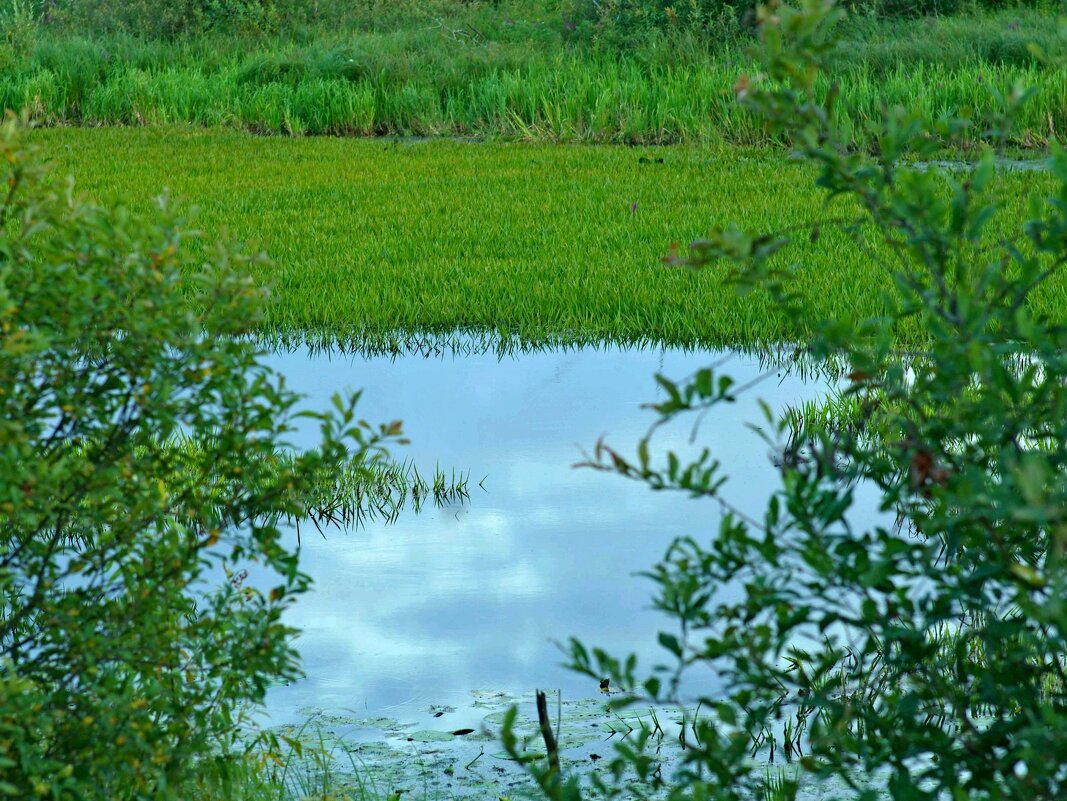 Заливные луга - Сергей Швечков