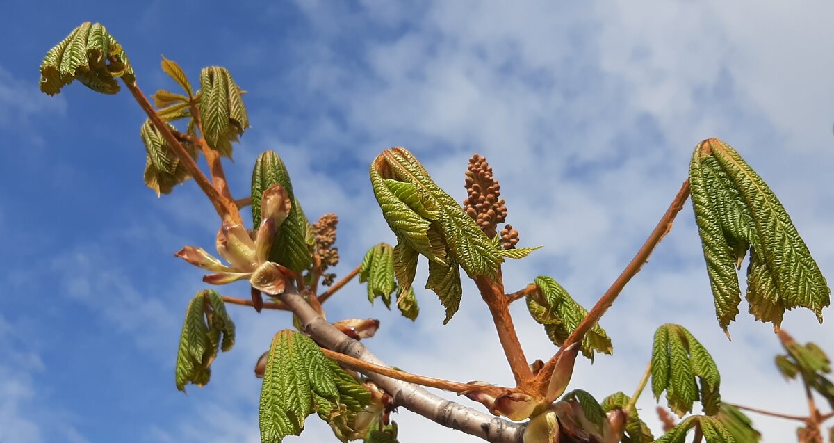 Каштан - Наталья Герасимова