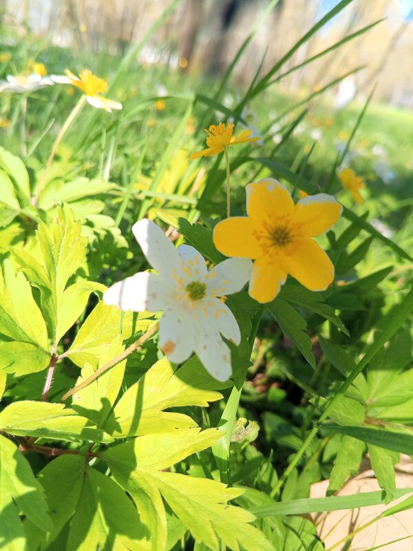 Ветреница - Сапсан 