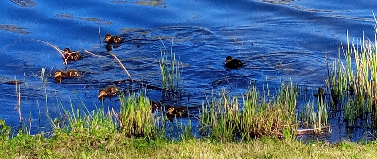 Утята - Сапсан 