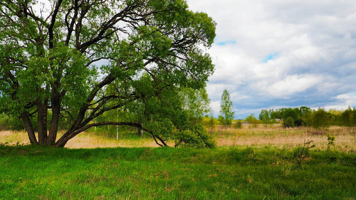 Ива, похожая на веер (репортаж из поездок по области). - Милешкин Владимир Алексеевич 