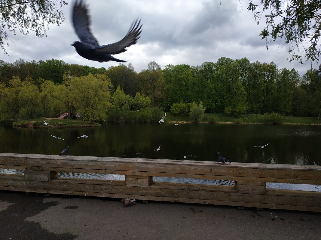 Как я птицу поймал, не понял - Андрей Лукьянов Как я птицу поймал, не понял - Андрей Лукьянов