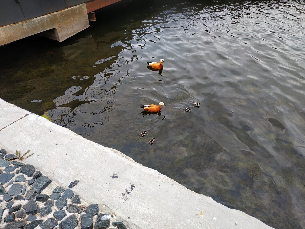 Первые птенцы этого года на Гольяновском пруду - Андрей Лукьянов Первые птенцы этого года на Гольяновском пруду - Андрей Лукьянов