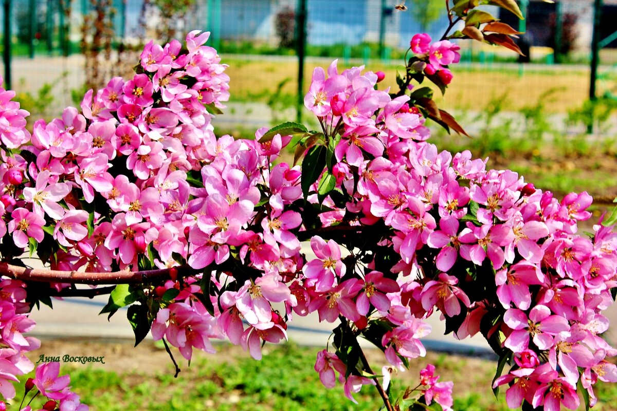 Цветёт розовая яблоня. - Восковых Анна Васильевна Цветёт розовая яблоня. - Восковых Анна Васильевна