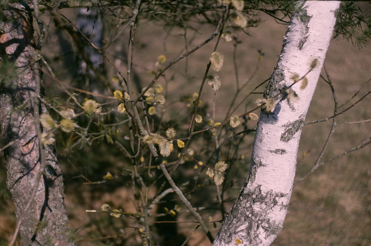 Котики - Игорь Бухало