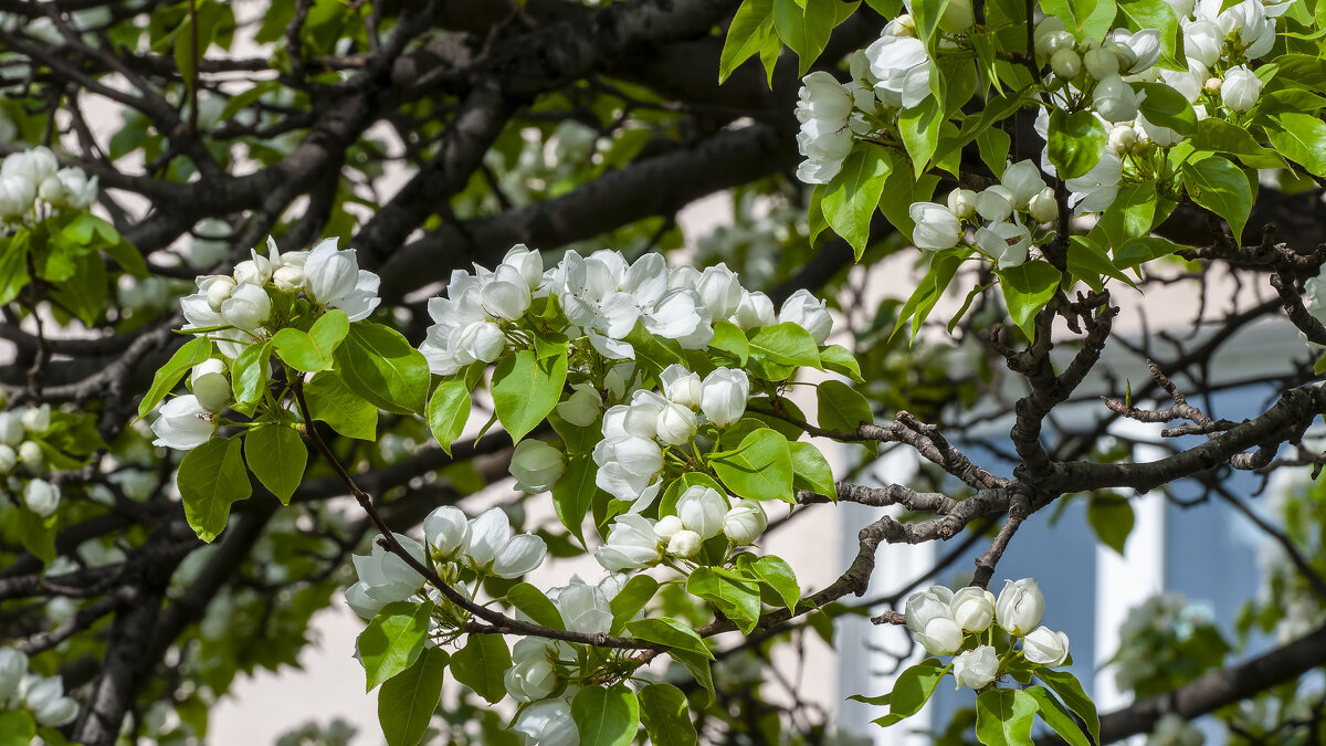 Расцветает май. - Вадим Басов