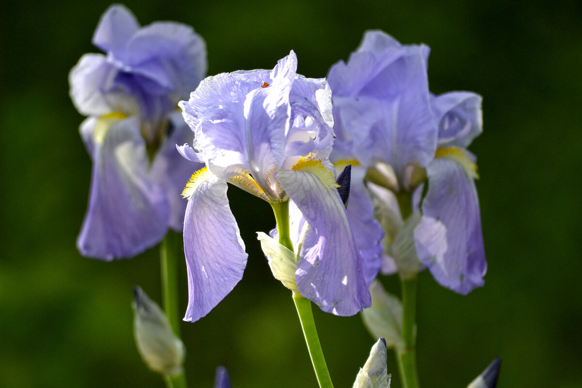 ирисы - Nina Streapan