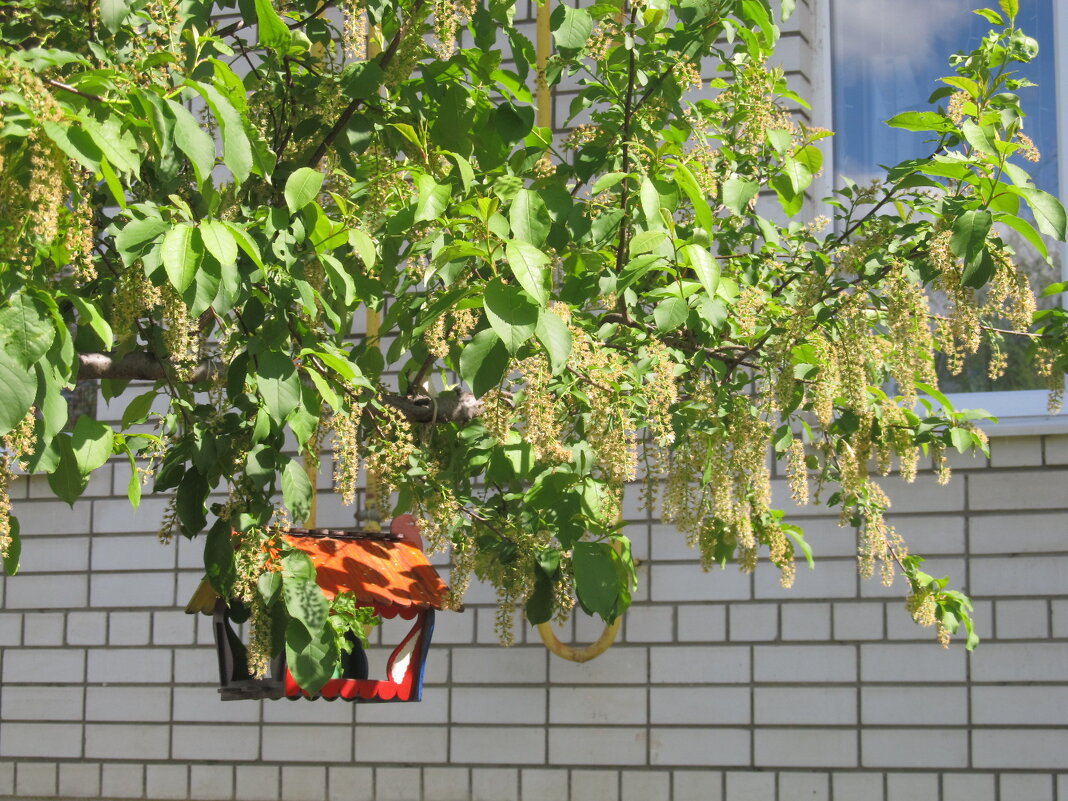 майская черёмуха - Елена Шаламова майская черёмуха - Елена Шаламова