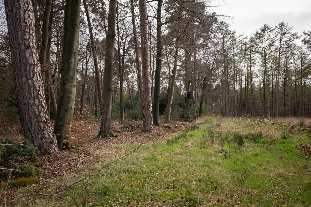 По вырубу... - Николай Гирш По вырубу... - Николай Гирш