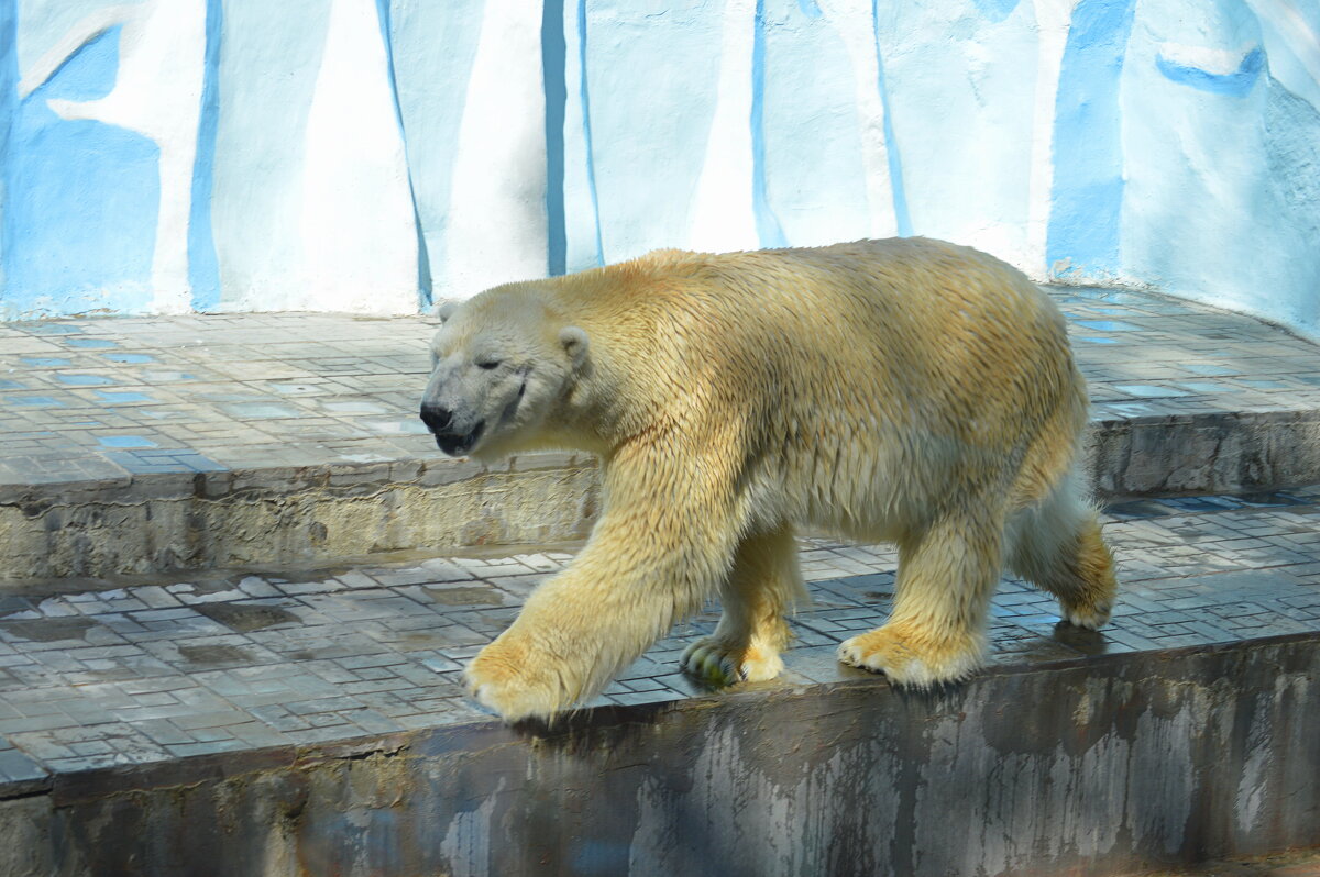 Медведь Кай - Татьяна Лютаева Медведь Кай - Татьяна Лютаева