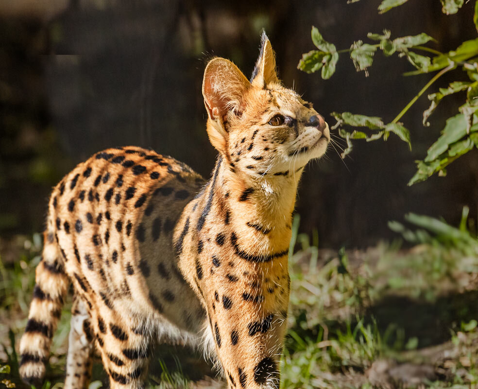 Сервал - SanSan 