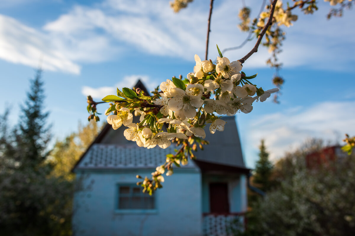 Майское утро - Петр 