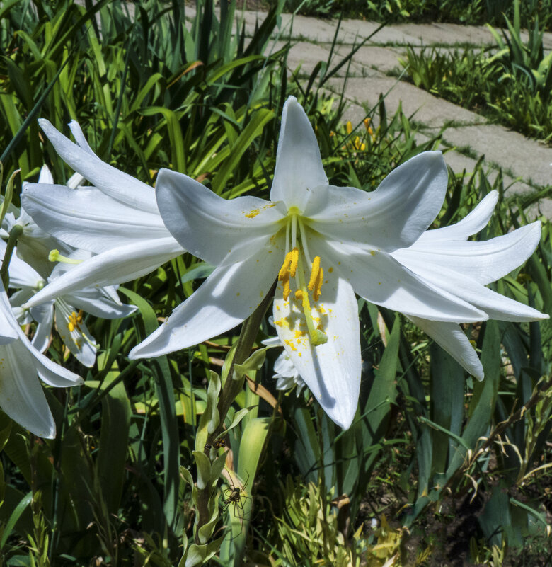 Белоснежная лилия - Валентин Семчишин
